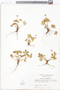 Potentilla canadensis image