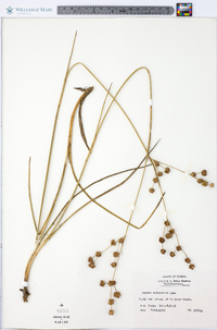 Juncus scirpoides image