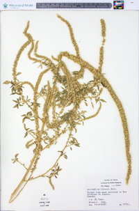 Amaranthus palmeri image