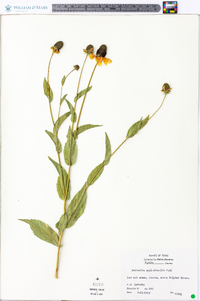 Rudbeckia amplexicaulis image