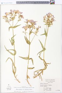 Phlox pilosa subsp. ozarkana image