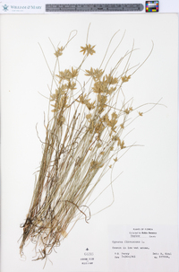 Cyperus flavescens image