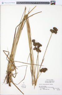 Juncus megacephalus image