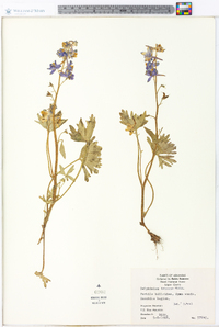 Delphinium tricorne image