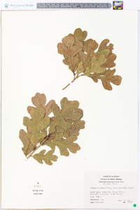 Quercus margaretta image