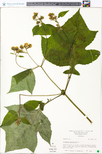 Polymnia canadensis image