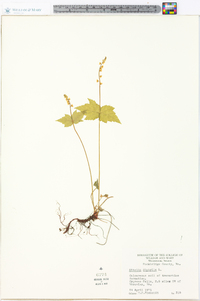 Mitella diphylla image