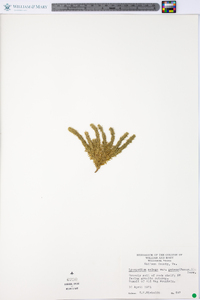 Lycopodium selago var. patens image