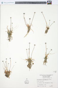 Eriocaulon septangulare image