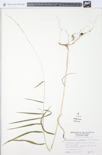 Muhlenbergia sobolifera image