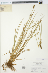 Carex laevivaginata image