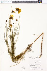 Coreopsis basalis image