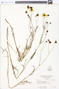 Coreopsis leavenworthii image