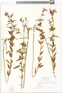 Rhexia mariana var. mariana image