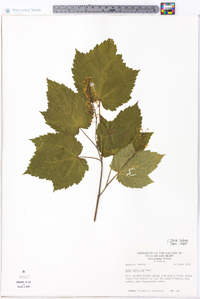 Acer spicatum image