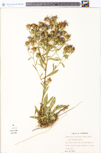 Aster gracilis image