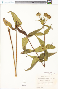 Helianthus hirsutus image