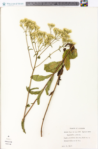 Eupatorium album image