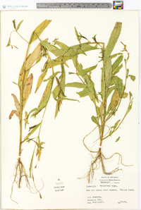 Ludwigia decurrens image