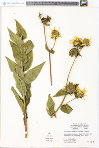 Silphium integrifolium image