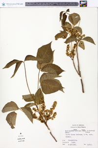 Toxicodendron rydbergii image