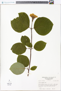 Cornus rugosa image