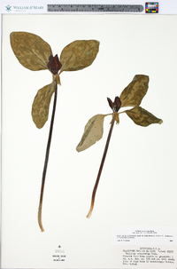 Trillium recurvatum image