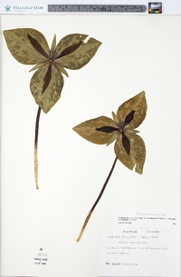 Trillium cuneatum image