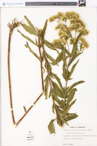 Eupatorium altissimum image