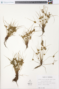 Cyperus squarrosus image