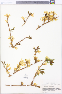 Forsythia ovata image