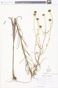 Helianthus angustifolius image