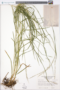 Glyceria melicaria image