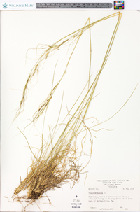 Stipa avenacea image