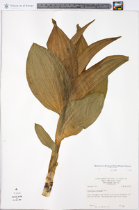 Veratrum viride image