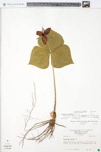 Trillium erectum image