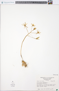 Ornithogalum umbellatum image