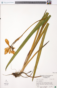 Iris virginica image