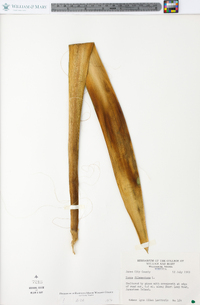 Yucca filamentosa image