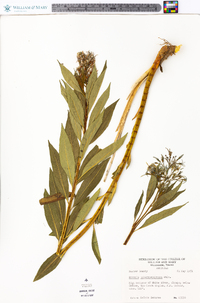 Amsonia tabernaemontana image