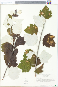 Populus alba image