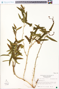 Smilax bona-nox image