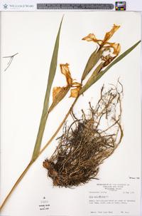 Iris pseudacorus image