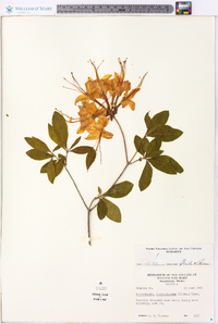 Rhododendron calendulaceum image