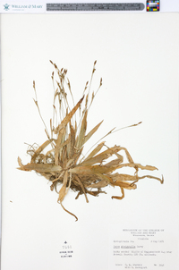 Carex platyphylla image