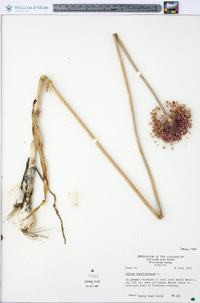 Allium ampeloprasum image