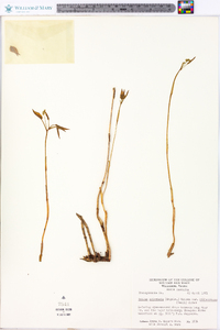 Smilax biltmoreana image