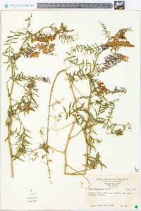 Vicia villosa subsp. varia image