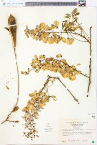 Wisteria sinensis image