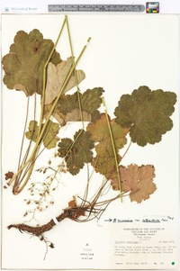 Heuchera americana var. heteradenia image